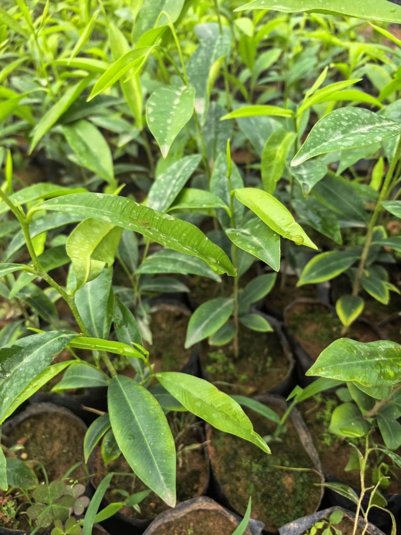 沉香小杯苗，15-20高