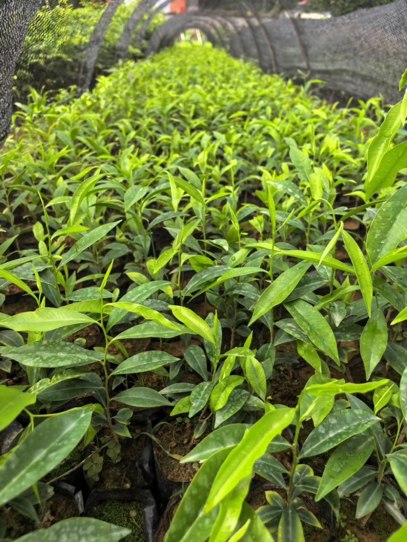 沉香小杯苗，15-20高