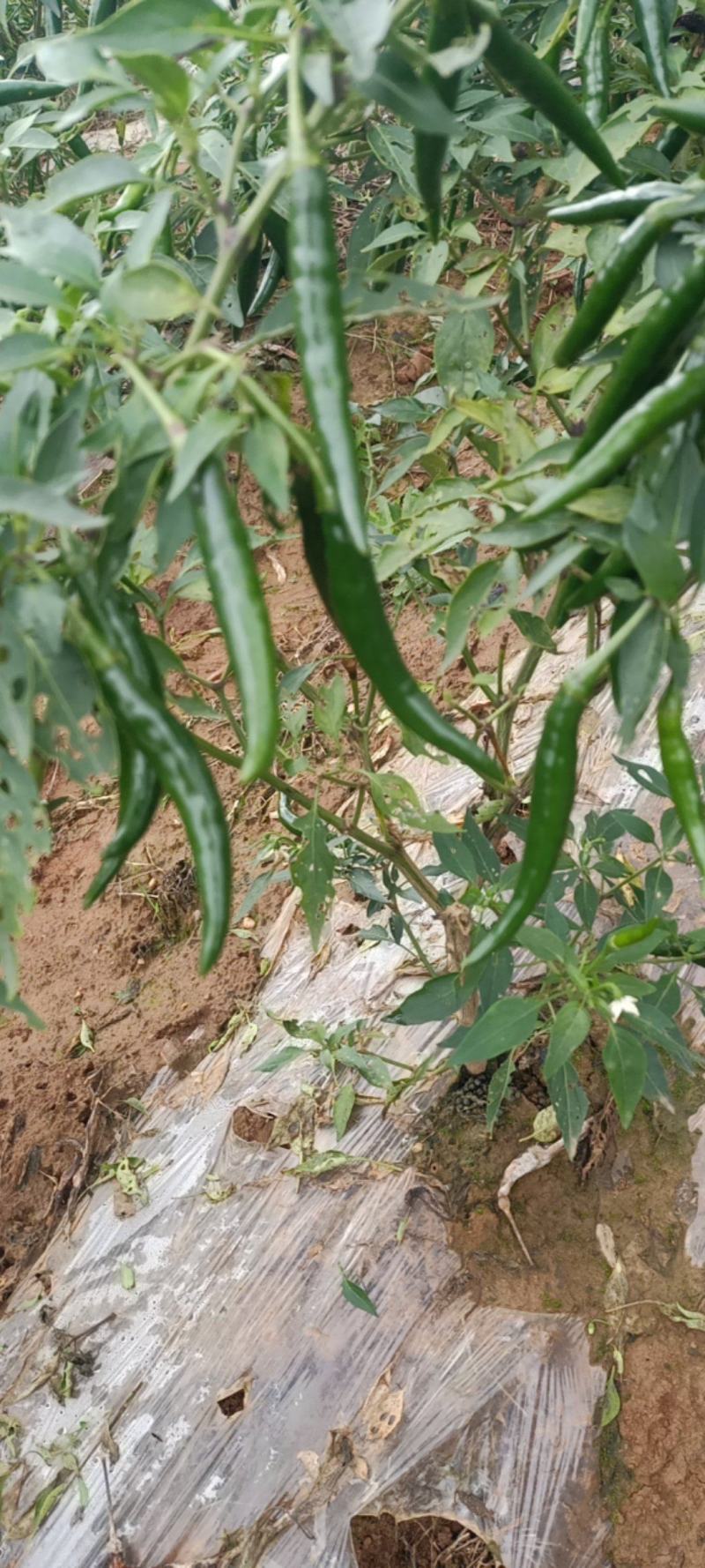 绿小米椒大量有货货源充足一手货源保质保量