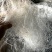 长龙须雪燕精品供应电商