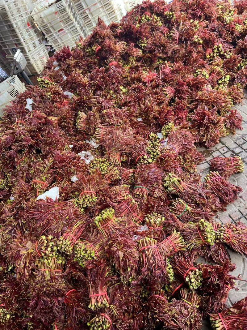 红油香椿芽