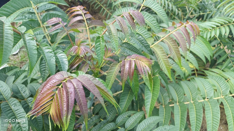 红油香椿芽