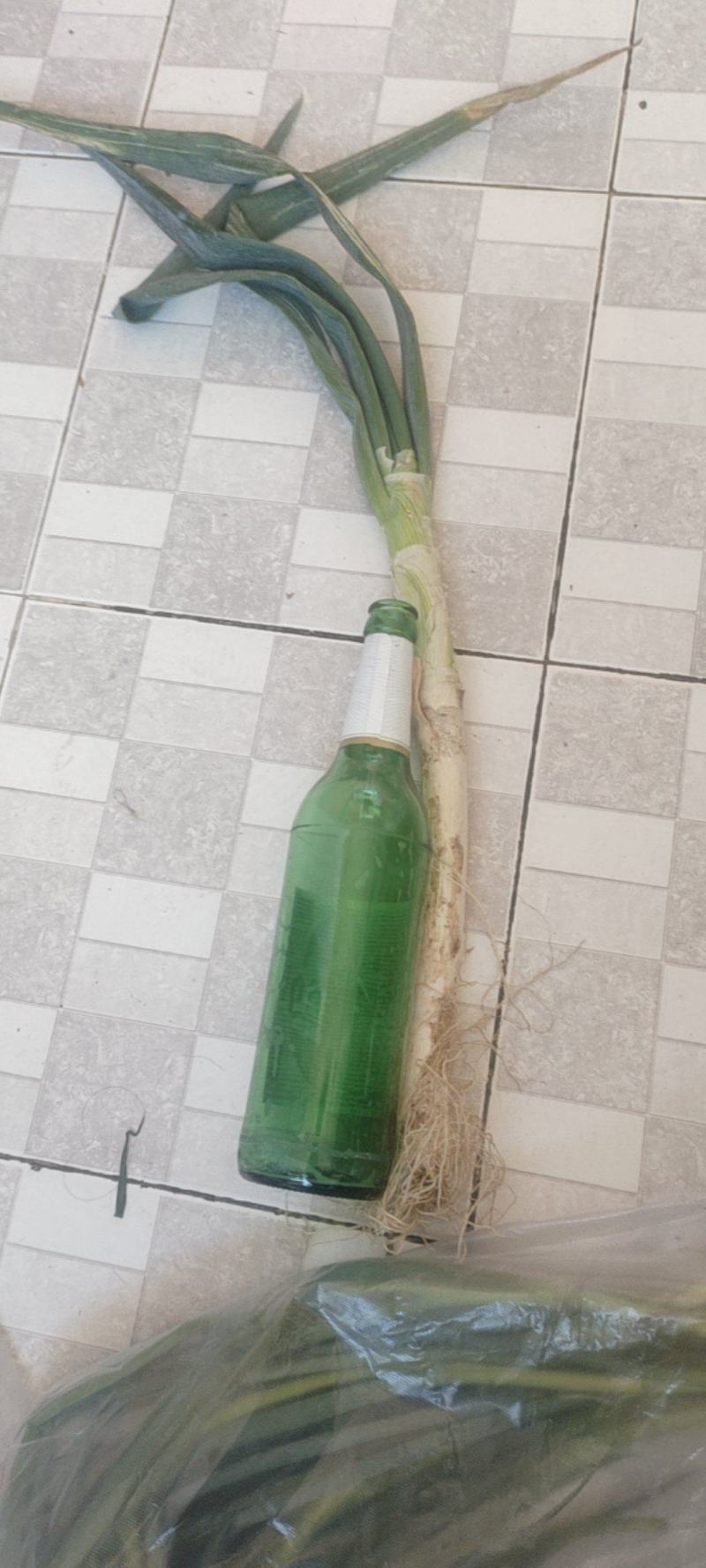 玉田大葱，0.25一斤