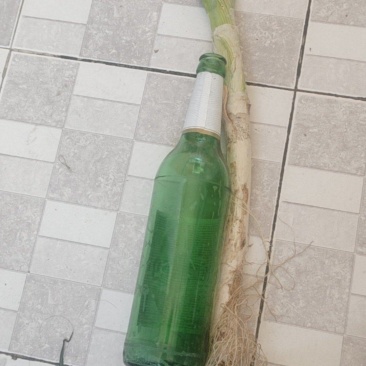 玉田大葱，0.25一斤