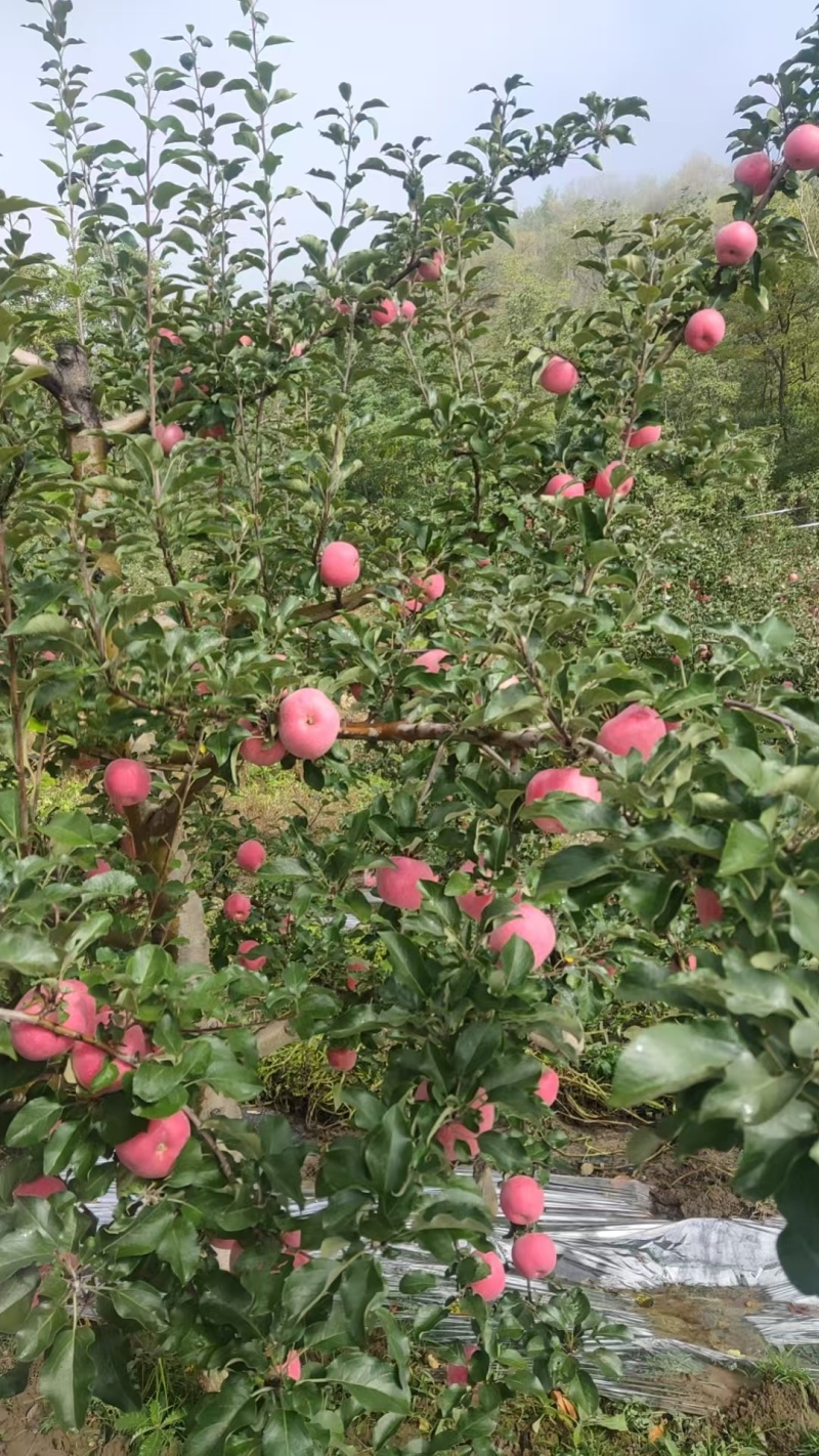 红富士苹果，口感好味道甜，上市，价格地头面谈，冰雹果。