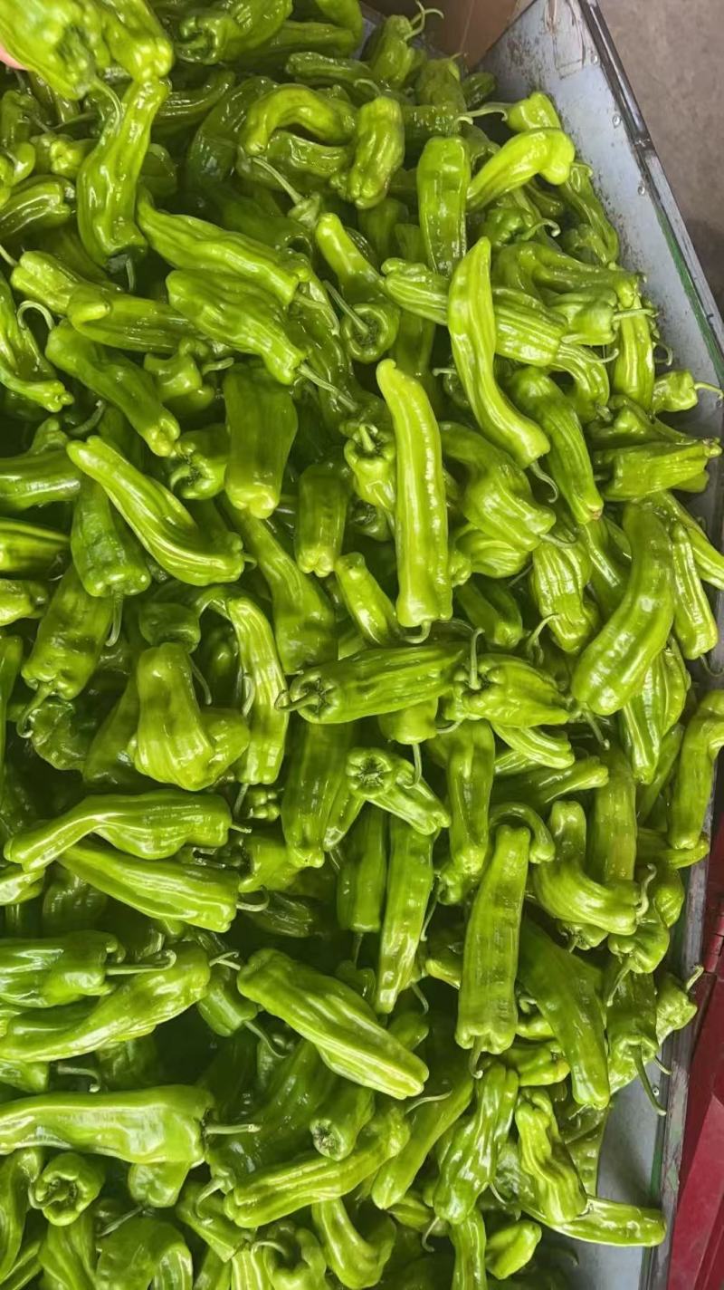 大家族薄佳20辣椒种子早熟黄绿皮大果薄皮泡椒种子皮薄辣椒
