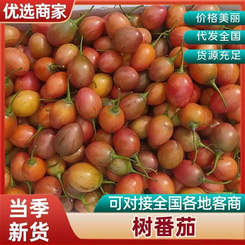 树番茄种子