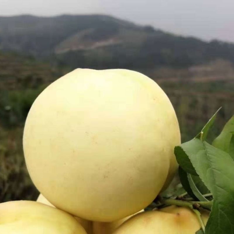 大量金秋红蜜，映霜红欢迎采购
