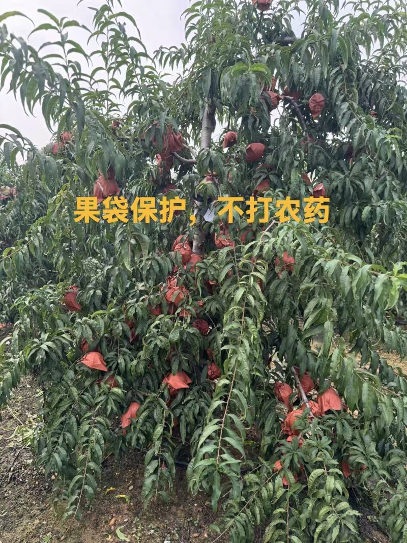 大量金秋红蜜，映霜红欢迎采购