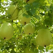 翡翠香芋冬瓜