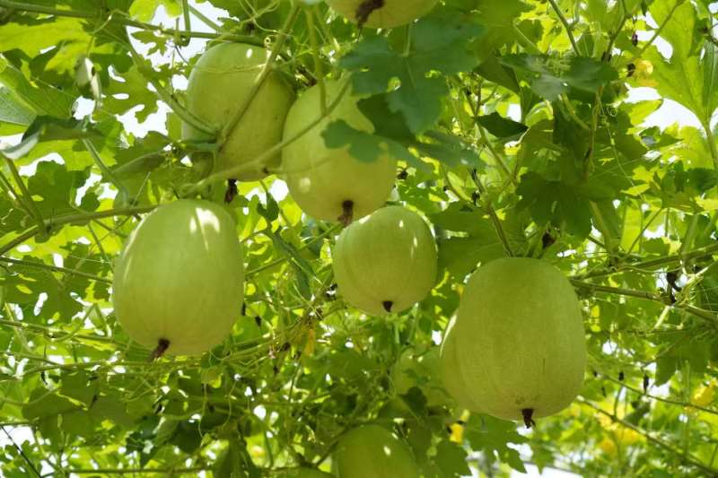 翡翠香芋冬瓜