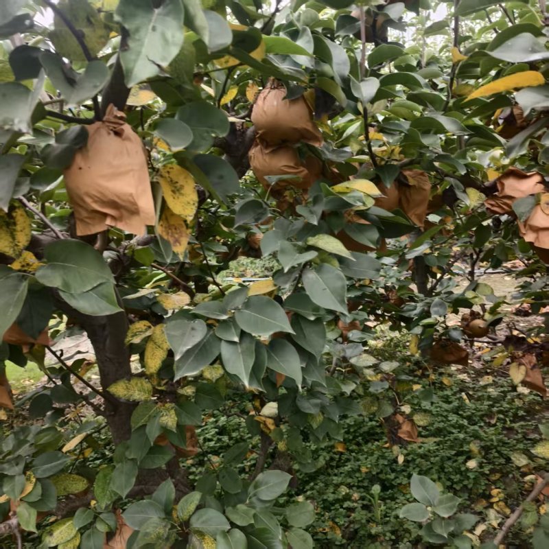 【推荐】河南晚秋黄梨供应市场商超电商耐运输量大从优