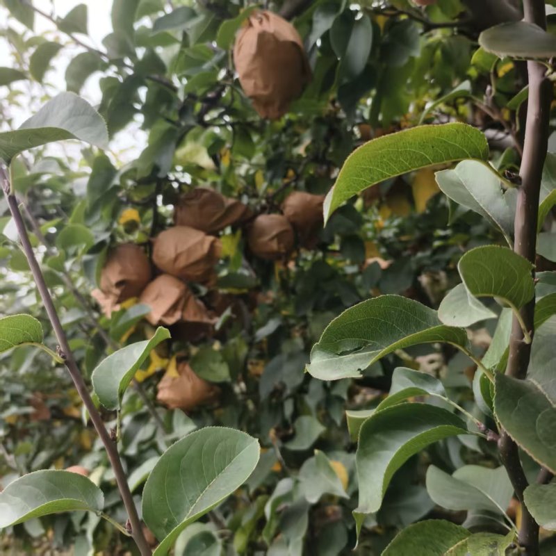 【推荐】河南晚秋黄梨供应市场商超电商耐运输量大从优
