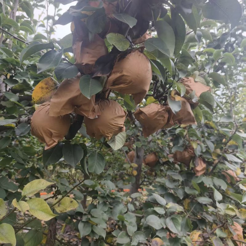 【推荐】河南晚秋黄梨供应市场商超电商耐运输量大从优