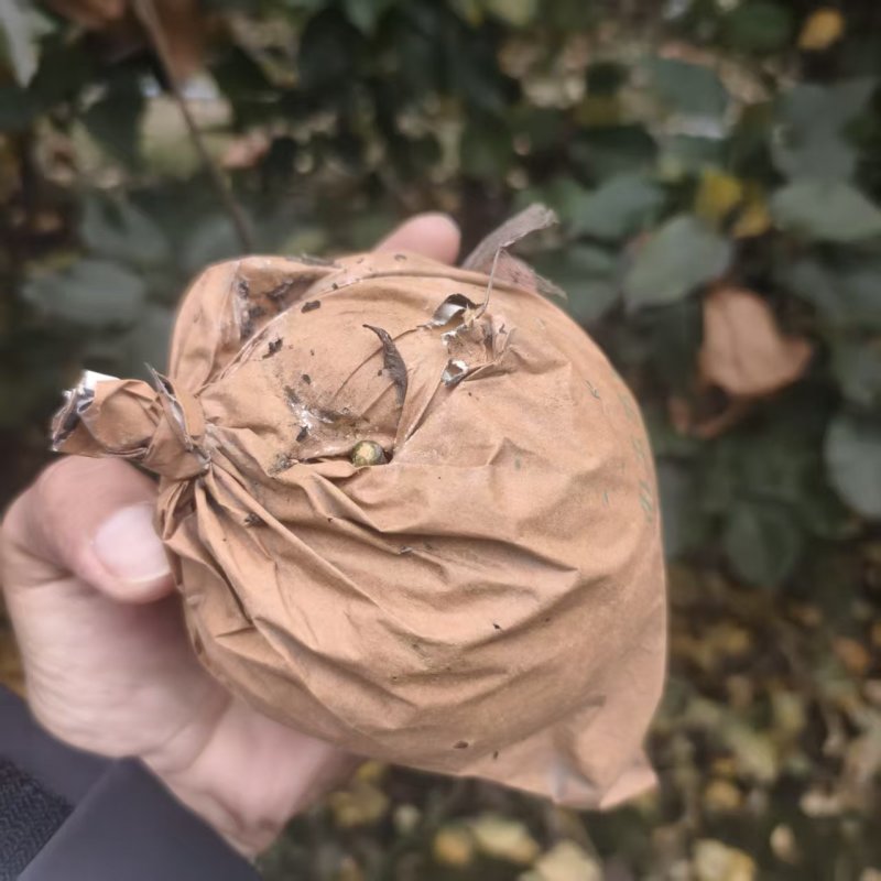 【推荐】河南晚秋黄梨供应市场商超电商耐运输量大从优