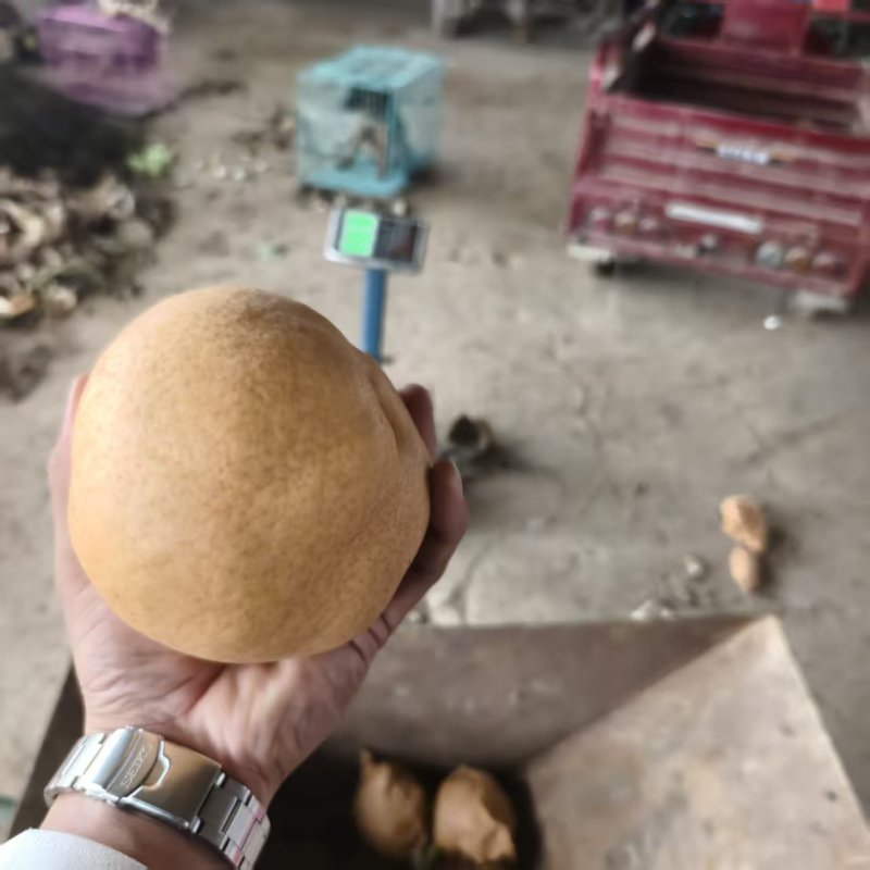 【推荐】河南晚秋黄梨供应市场商超电商耐运输量大从优