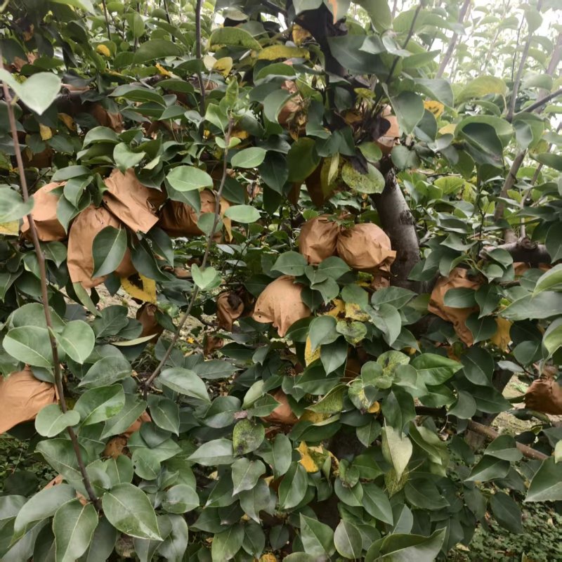【推荐】河南晚秋黄梨供应市场商超电商耐运输量大从优