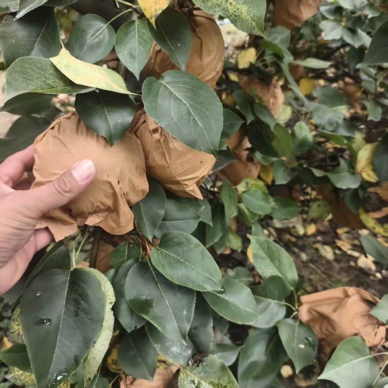 【推荐】河南晚秋黄梨供应市场商超电商耐运输量大从优