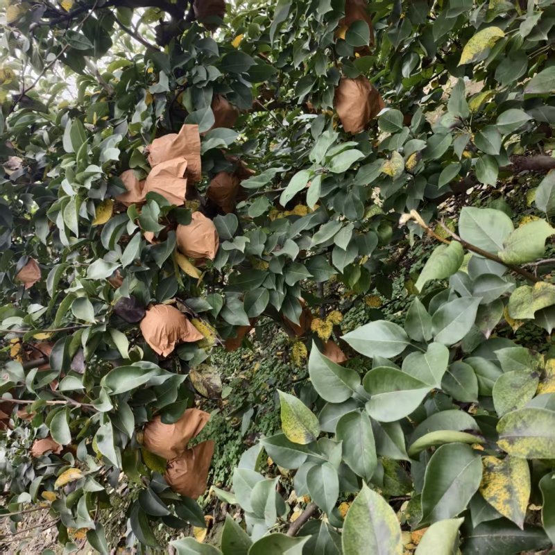 【推荐】河南晚秋黄梨供应市场商超电商耐运输量大从优