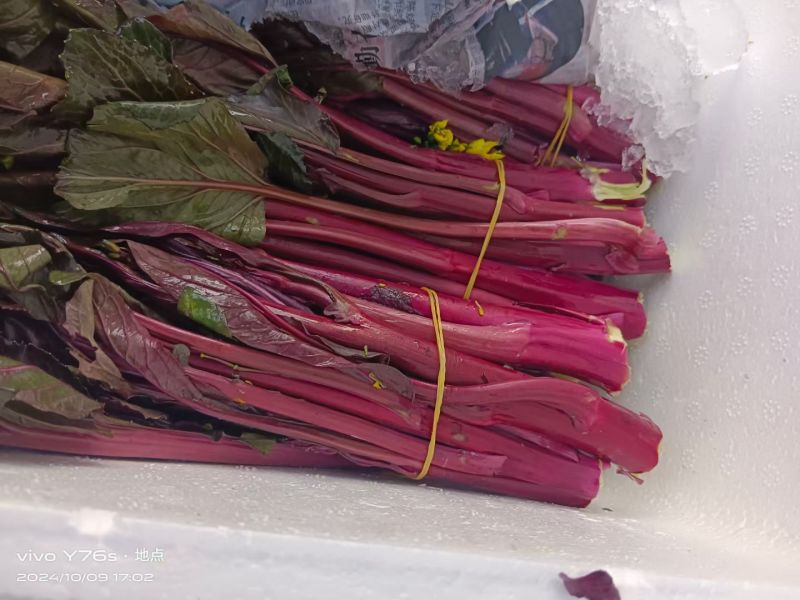 红菜苔大量上市中