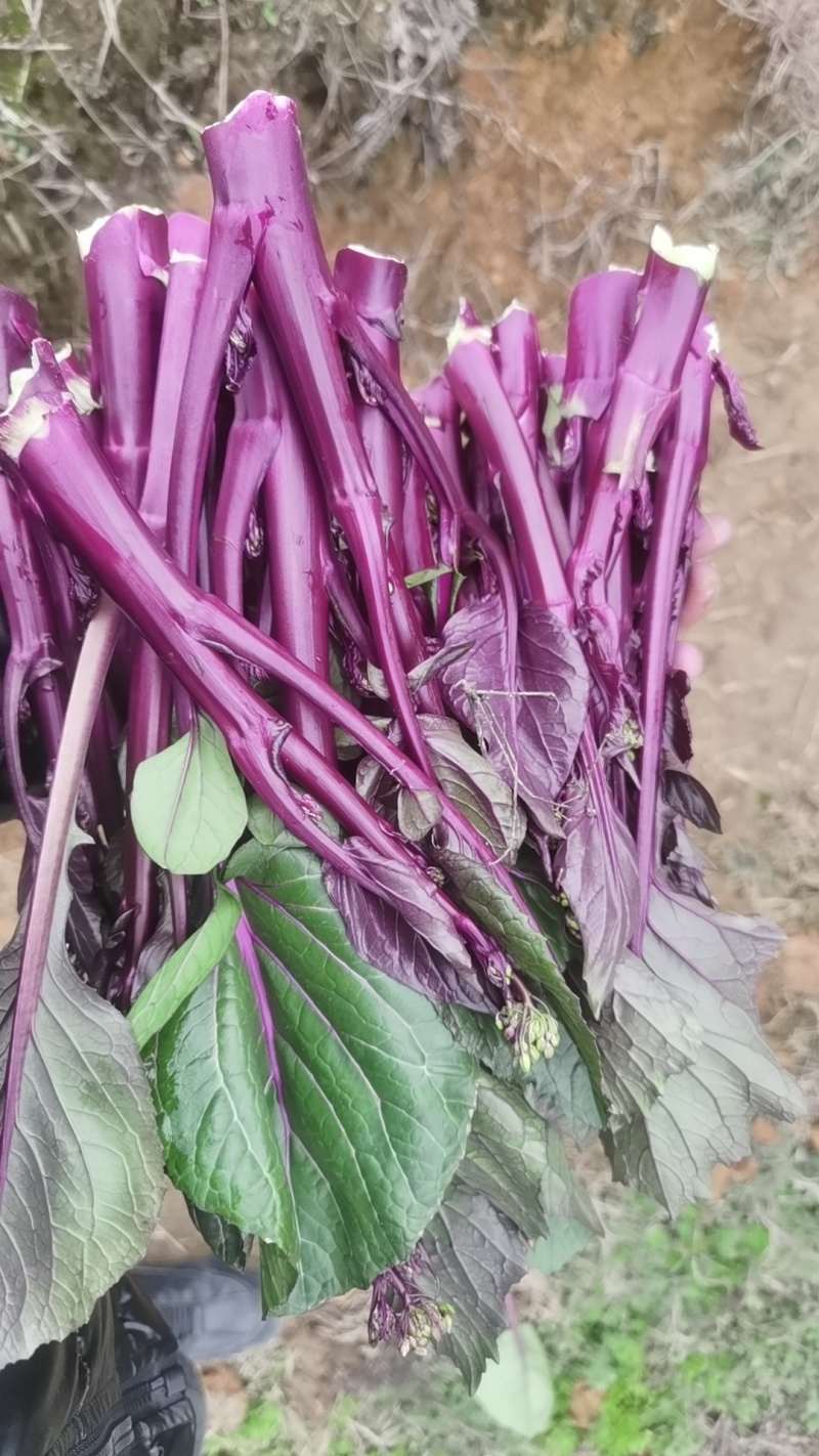 红菜苔大量上市中