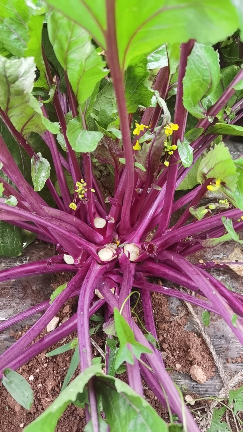 红菜苔大量上市中