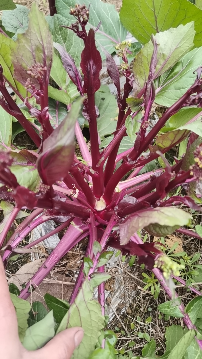 红菜苔大量上市中