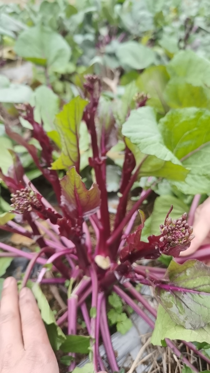 红菜苔大量上市中