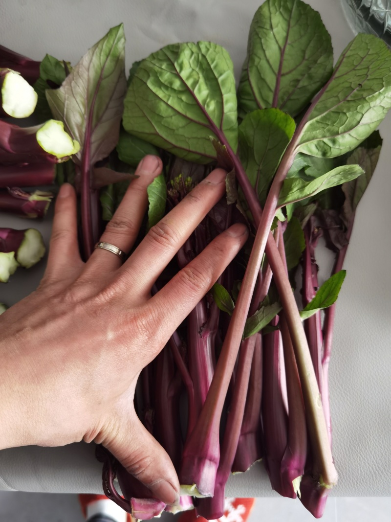 红菜苔大量上市中