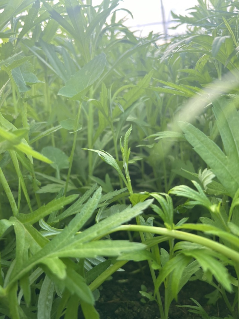 精品芦蒿