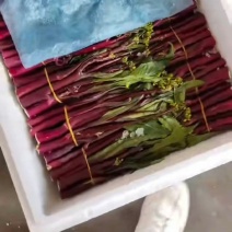 红菜苔大量上市中