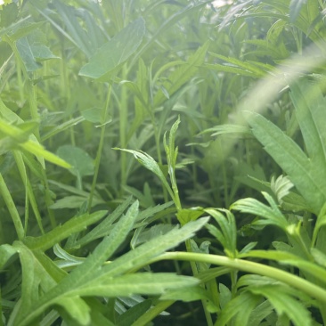 精品芦蒿
