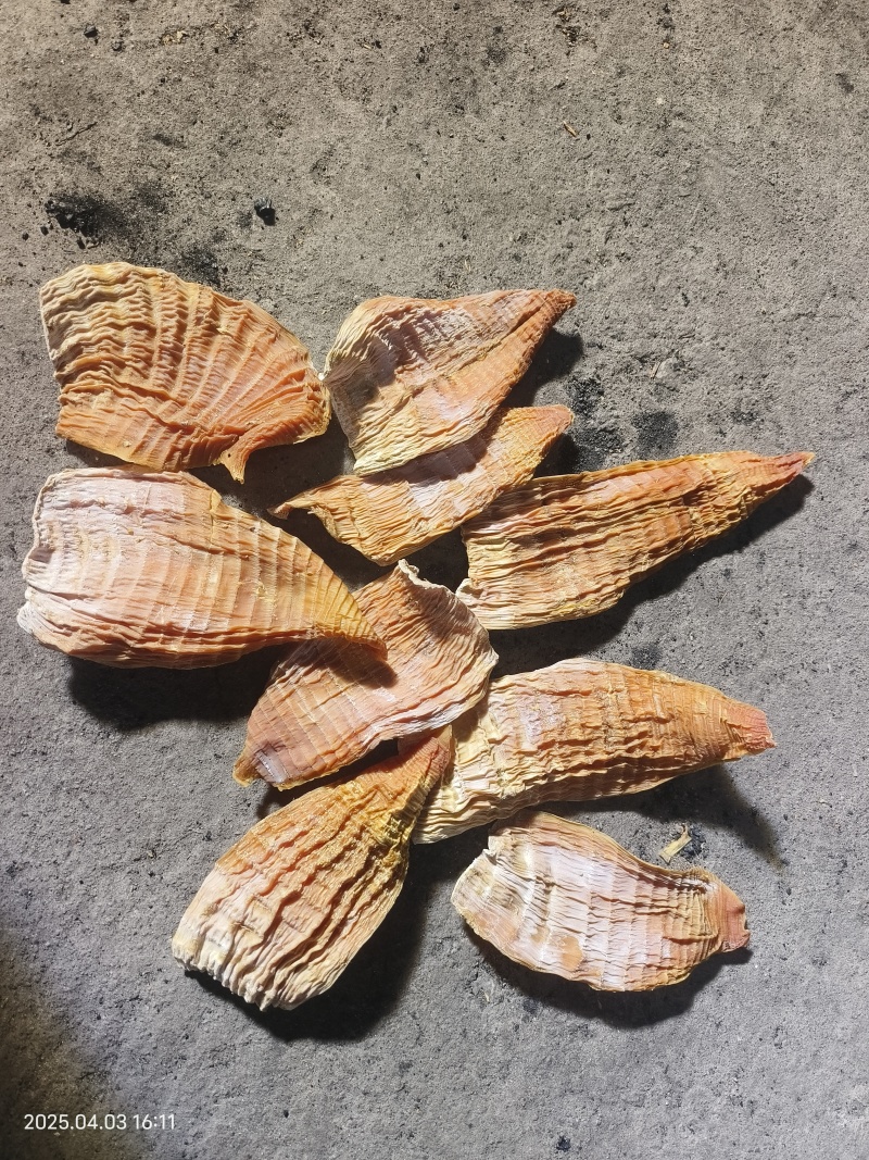 笋干玉兰片