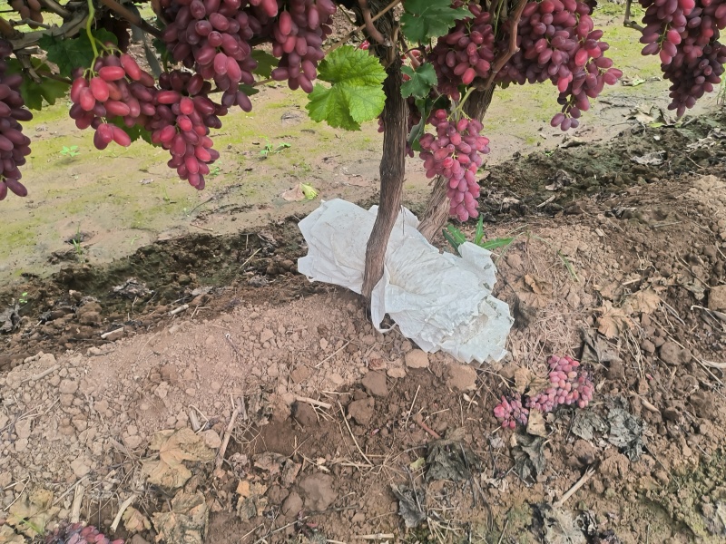 渭南产地无子提