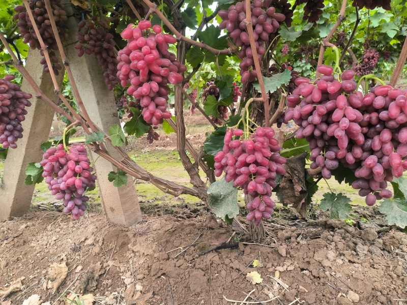 渭南产地无子提