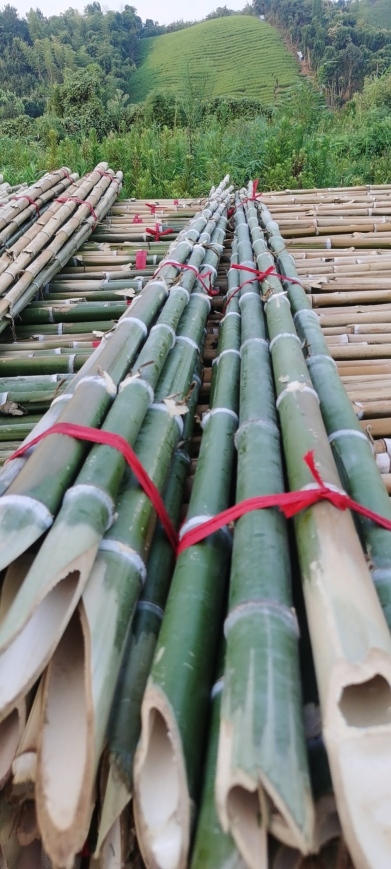 毛竹青竹梢大量上市0.6米至4米各种规格，品种齐全欢迎订