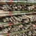 毛竹青竹梢大量上市0.6米至4米各种规格，品种齐全欢迎订