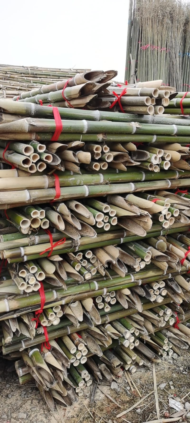 毛竹青竹梢大量上市0.6米至4米各种规格，品种齐全欢迎订