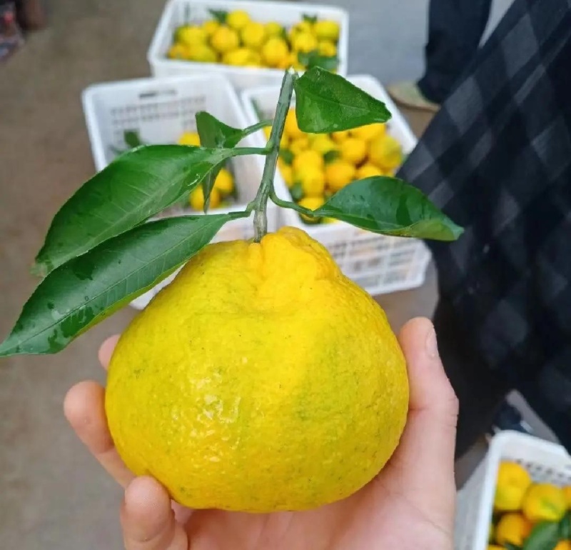 湖北丑橘大炮果（假丑橘）大量现货，质量上成不干水
