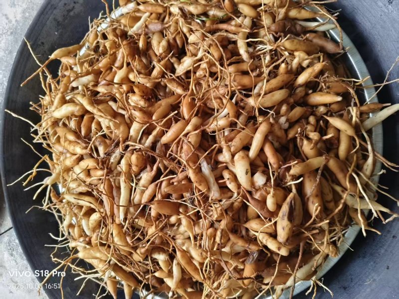 天冬农副干货大量上市质优价廉欢迎合作天门东天