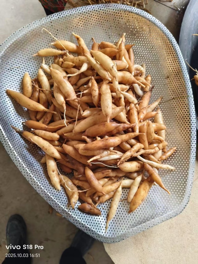 天冬农副干货大量上市质优价廉欢迎合作天门东天