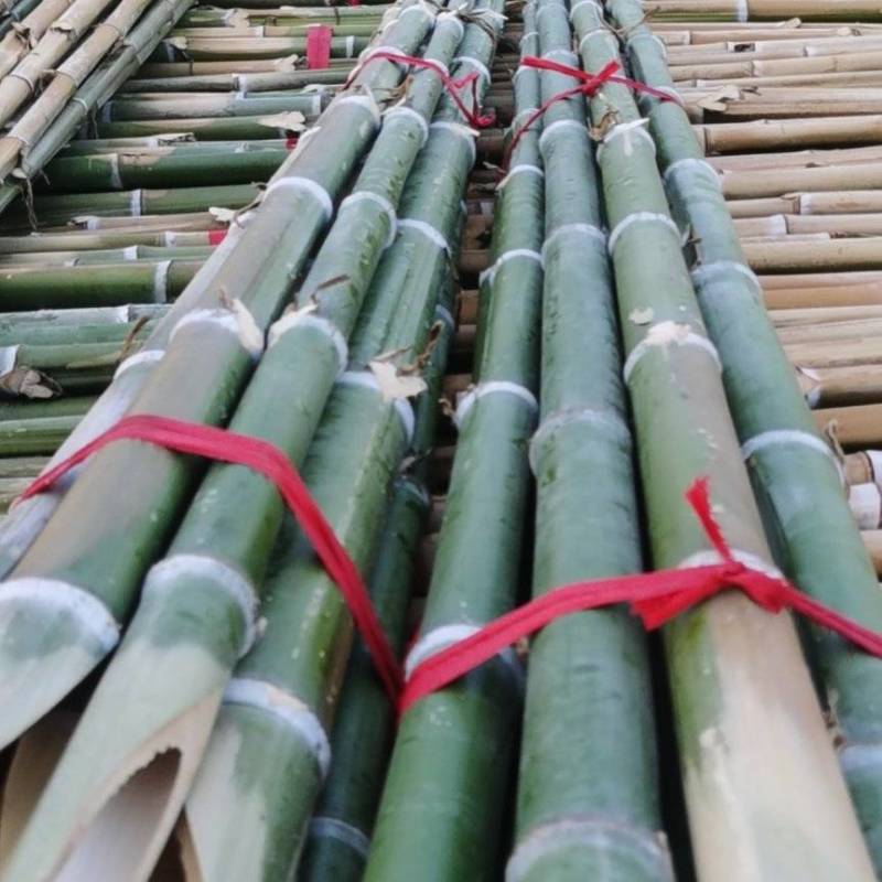 毛竹青竹梢大量上市0.6米至4米各种规格，品种齐全欢迎订