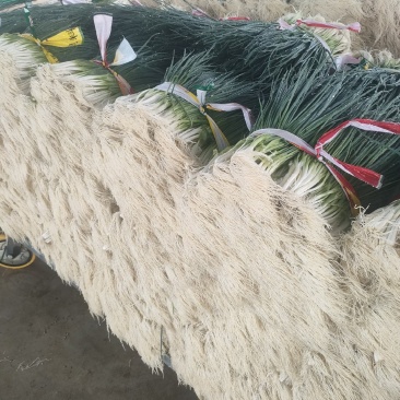 四季小葱，香葱