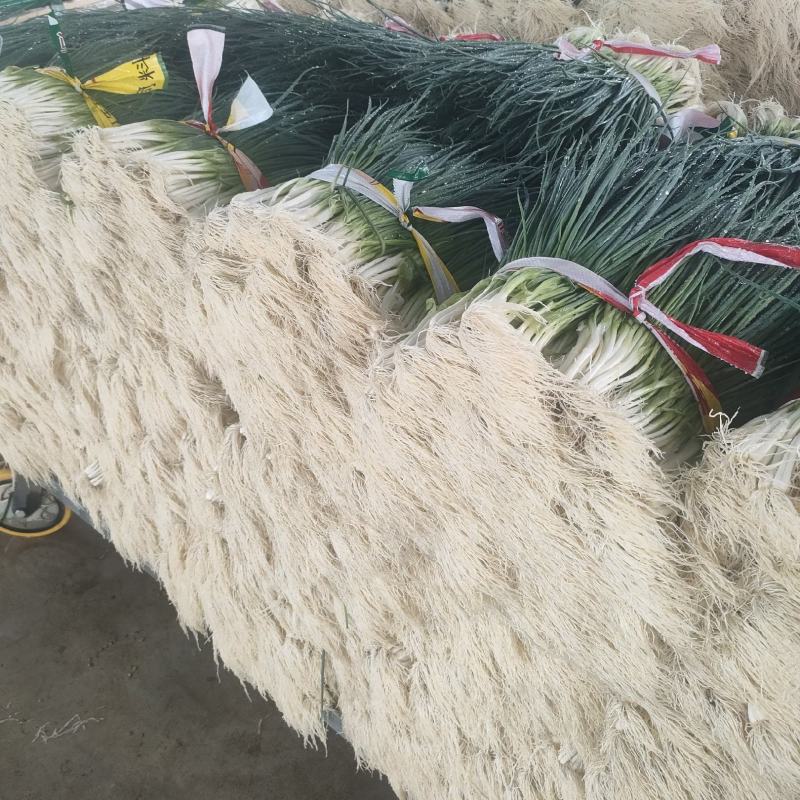 四季小葱，香葱