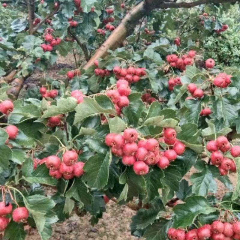 山楂，大金星