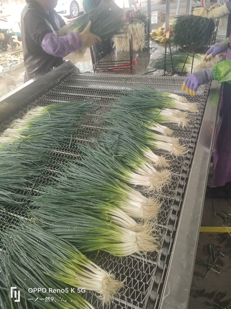 四季小葱，香葱