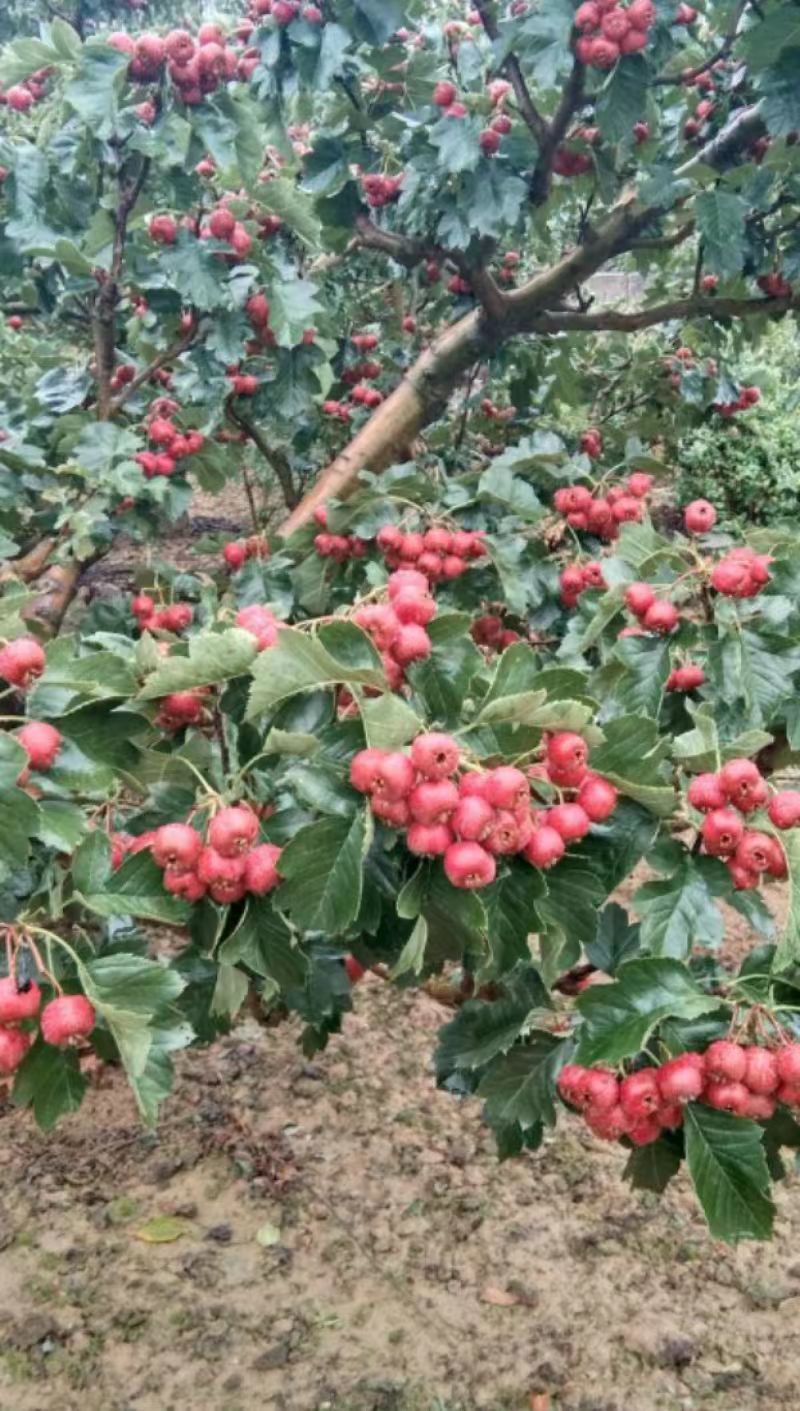 山楂，大金星