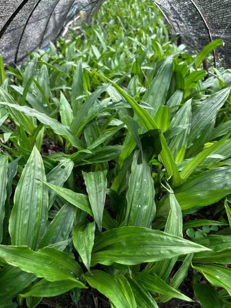 毛慈菇1️⃣年苗子，价格面谈