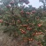 山楂，大金星