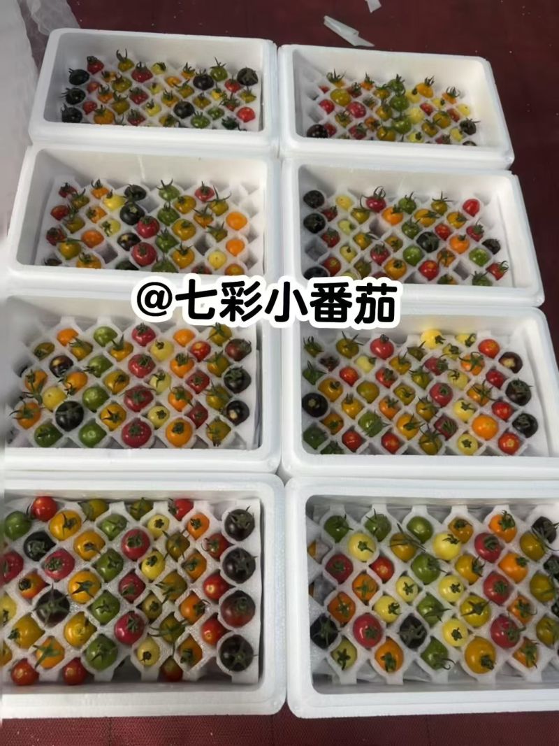 寿光原产地，多彩小番茄，产地直采直发，一手货源，让利客户